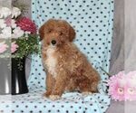 Small Photo #4 Maltipoo Puppy For Sale in RISING SUN, MD, USA