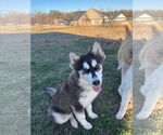 Small #4 Siberian Husky Mix