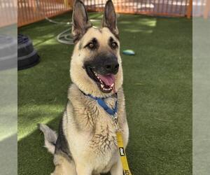 German Shepherd Dog-Unknown Mix Dogs for adoption in Las Vegas, NV, USA