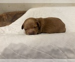 Small #2 Dachshund