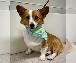 Pembroke Welsh Corgi Dogs for adoption in Sioux Falls, SD, USA