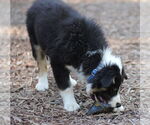 Small #2 Border Collie Mix