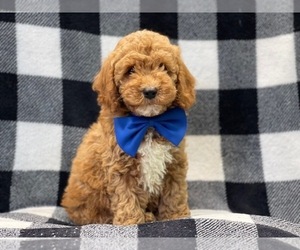 Cockapoo Puppy for sale in LAKELAND, FL, USA