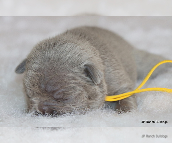 Medium Photo #9 French Bulldog Puppy For Sale in WINNSBORO, TX, USA