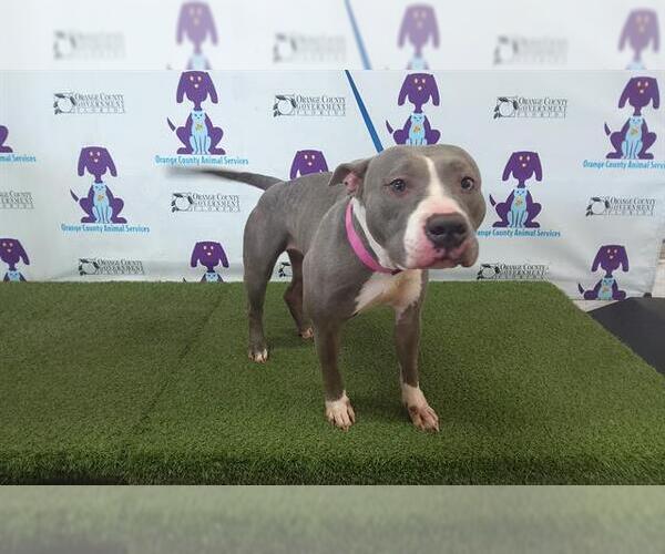 Medium Photo #1 Mutt Puppy For Sale in Orlando, FL, USA