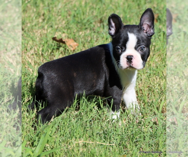 Medium Photo #3 Boston Terrier Puppy For Sale in WINNSBORO, TX, USA
