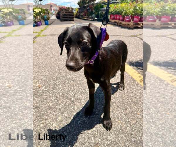 Medium Photo #2 Labrador Retriever-Unknown Mix Puppy For Sale in pomfret, CT, USA