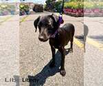 Small #1 Labrador Retriever Mix