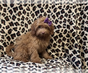 ShihPoo Puppy for sale in LAKELAND, FL, USA