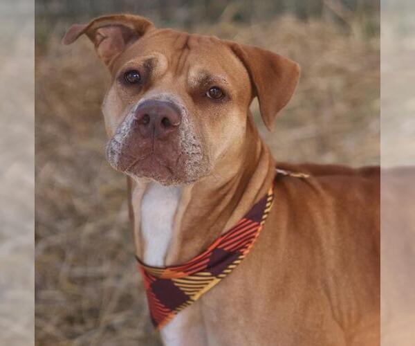 Medium Photo #1 American Pit Bull Terrier-Unknown Mix Puppy For Sale in San Antonio, TX, USA