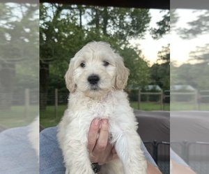 Goldendoodle Puppy for sale in COVINGTON, GA, USA