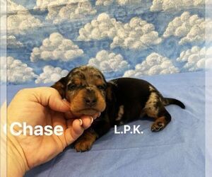 Dachshund Puppy for sale in WINNSBORO, LA, USA