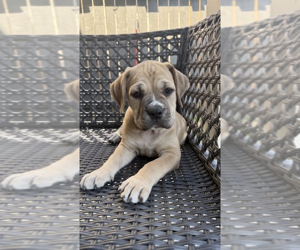 Medium Photo #9 Cane Corso-Mastiff Mix Puppy For Sale in NEW CANEY, TX, USA