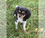 Small Photo #1 Cavalier King Charles Spaniel Puppy For Sale in NILES, MI, USA