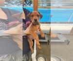 Small #2 Doberman Pinscher