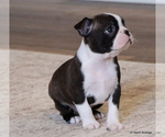 Small #19 Boston Terrier