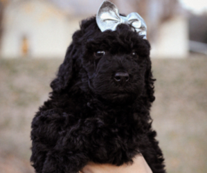 Double Doodle Puppy for sale in LANDIS, NC, USA