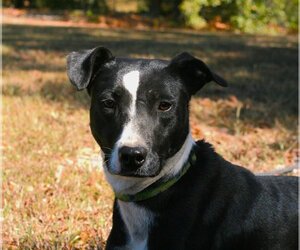 Basenji-Labrador Retriever Mix Dogs for adoption in Attalka, AL, USA