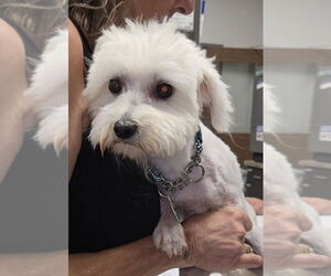 Maltipoo Dogs for adoption in Foristell, MO, USA