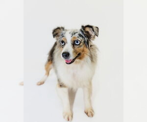 Australian Shepherd Dogs for adoption in York, SC, USA