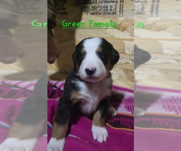 Medium Photo #6 Bernese Mountain Dog Puppy For Sale in BUHL, ID, USA