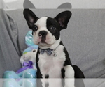 Small Photo #2 Boston Terrier Puppy For Sale in BROOKSVILLE, FL, USA