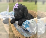 Small Photo #14 Goldendoodle Puppy For Sale in MEMPHIS, TN, USA