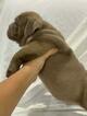 Small Photo #4 English Bulldog Puppy For Sale in DANIA BEACH, FL, USA