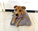Small #1 Labrador Retriever Mix