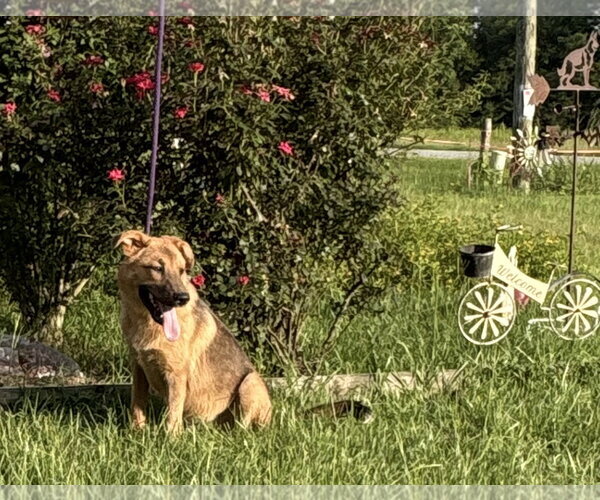 Medium Photo #3 Golden Shepherd Puppy For Sale in Holly Hill, SC, USA