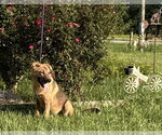 Small #2 Golden Shepherd