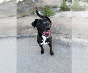 Evan - Male Labrador Retriever-Unknown Mix Dog for Adoption - Photo #3