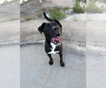 Small #2 Labrador Retriever Mix