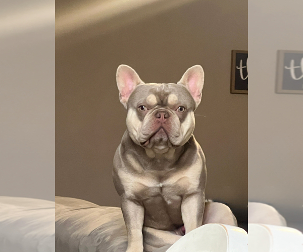Medium Photo #1 French Bulldog Puppy For Sale in BELLE CHASSE, LA, USA