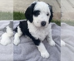Small Photo #20 Sheepadoodle Puppy For Sale in CONROE, TX, USA