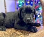 Puppy black female Labrador Retriever
