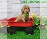 Puppy AKC Lime Collar Poodle (Standard)