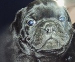 Image preview for Ad Listing. Nickname: Shadow
