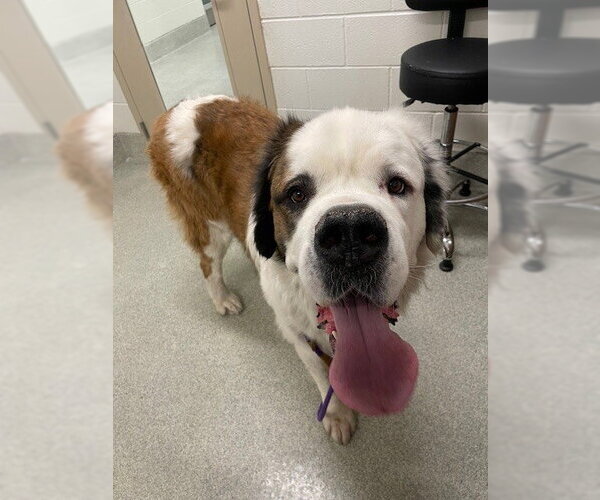 Medium Photo #1 Saint Bernard Puppy For Sale in Fort Collins, CO, USA