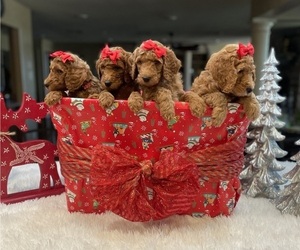 Goldendoodle Puppy for sale in SUGAR LAND, TX, USA