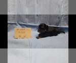 Small #5 Maltipoo