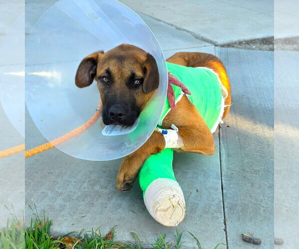 Medium Photo #2 German Shepherd Dog-Unknown Mix Puppy For Sale in San Diego, CA, USA