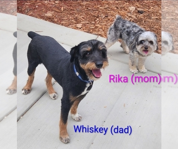 Medium Photo #1 Aussie-Poo Puppy For Sale in CANYON LAKE, CA, USA