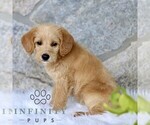 Small #3 Miniature Labradoodle