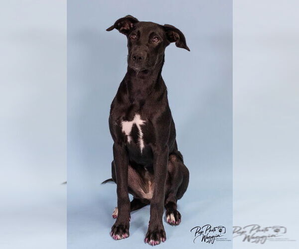 Medium Photo #5 Labrador Retriever-Unknown Mix Puppy For Sale in Claremore, OK, USA