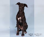 Small #4 Labrador Retriever Mix