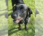 Small #3 Labrador Retriever Mix