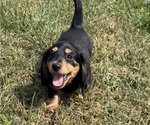 Puppy Mr Black Dachshund