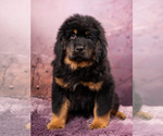 Small #10 Tibetan Mastiff