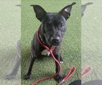 Small American Pit Bull Terrier
